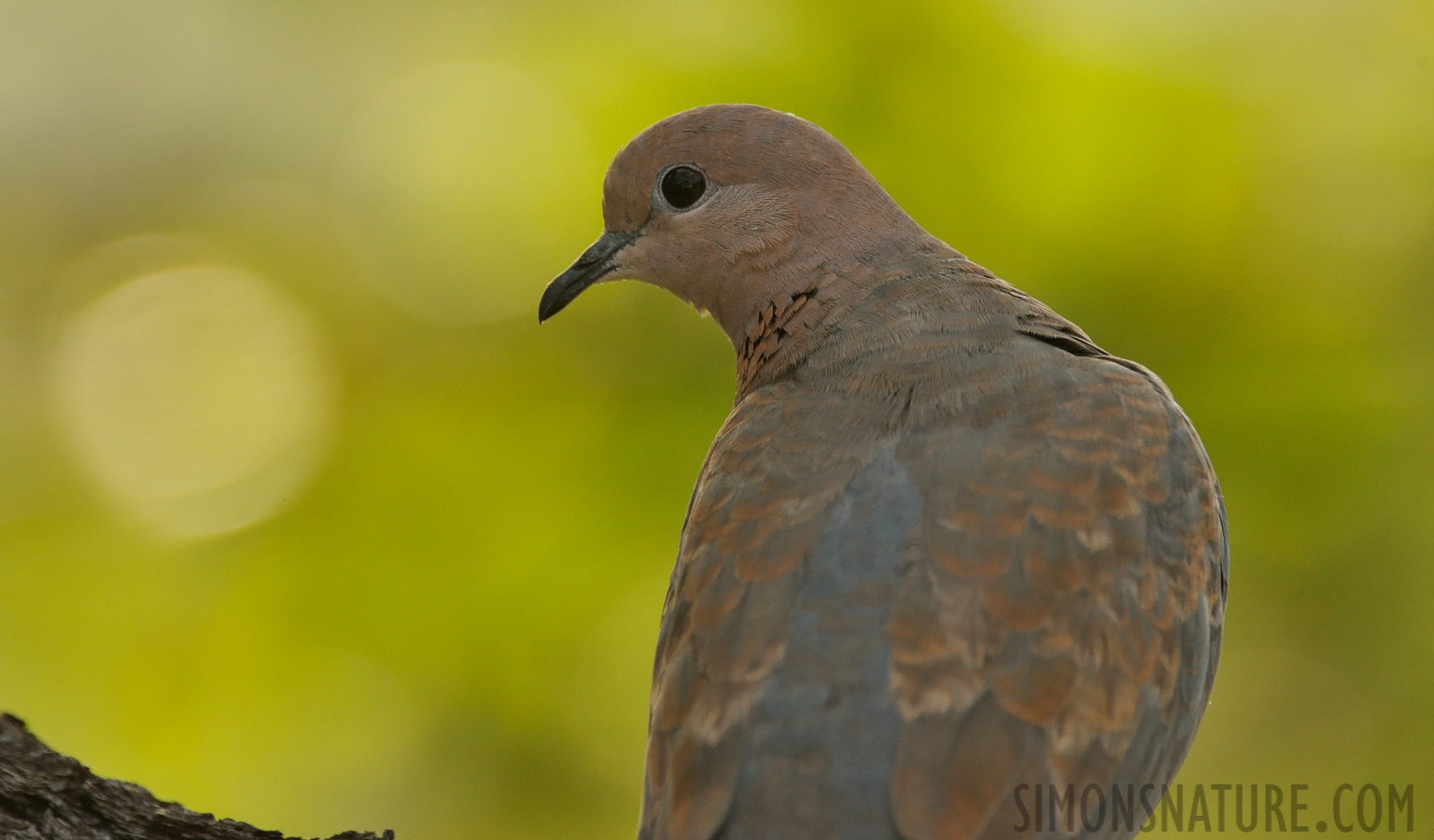 Streptopelia senegalensis senegalensis [550 mm, 1/1250 Sek. bei f / 8.0, ISO 1600]